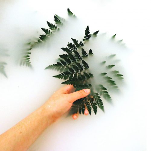 person-holding-fern-1405772
